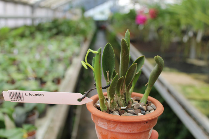 Laelia fournieri.jpg