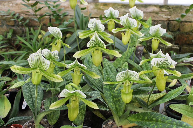 Paphiopedilum Maudiae alba.jpg