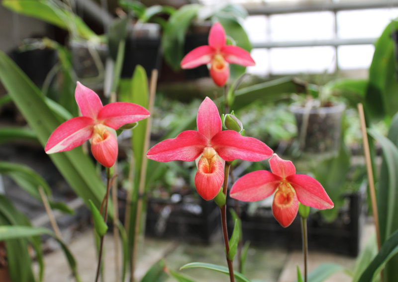 Phragmipedium Andean Fire (besseae x lidleyanum).jpg