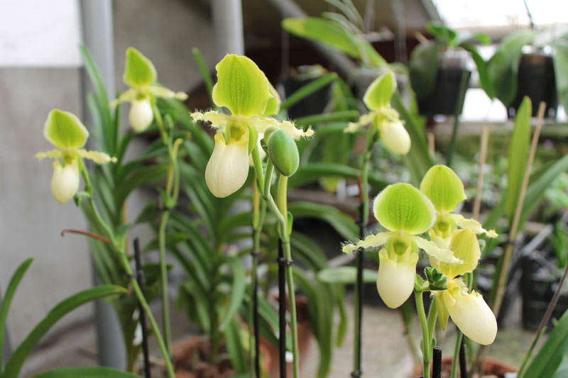 Paphiopedilum primulinum alba.jpg