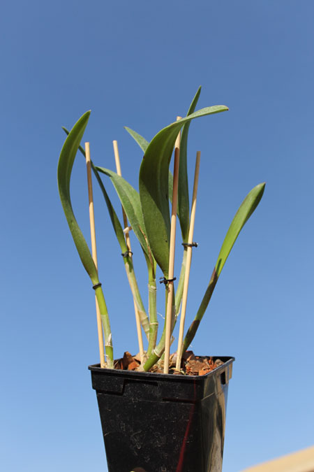Brassavola nodosa x Sophronitis coccinea flava.jpg