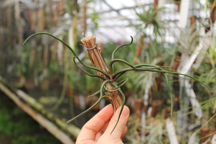 Tillandsia bulbosa.jpg