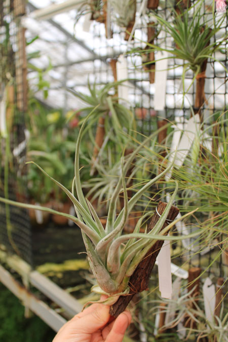 Tillandsia paucifolia Guatemala.jpg