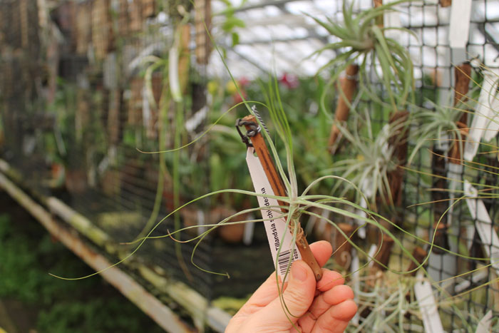 Tillandsia schiedeana.jpg