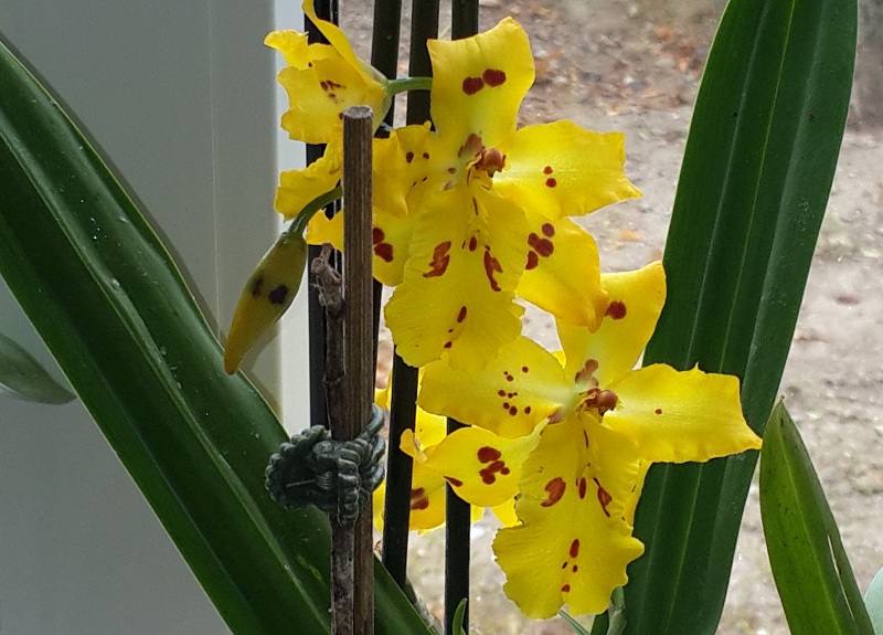 Odontocidium Mayfair 'RCW'.