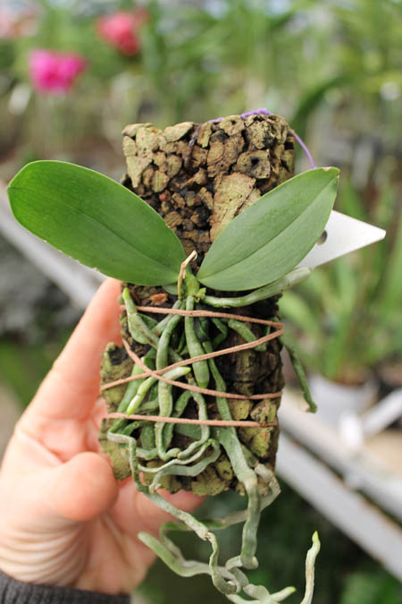 Phalaenopsis thailandica.jpg