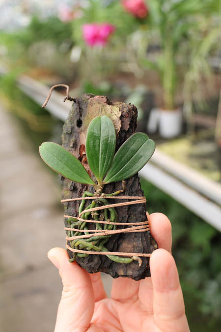 Aerangis fuscata.jpg