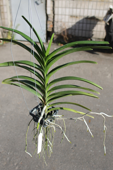 Vanda merrillii x denisoniana x Mimi Palmer.jpg