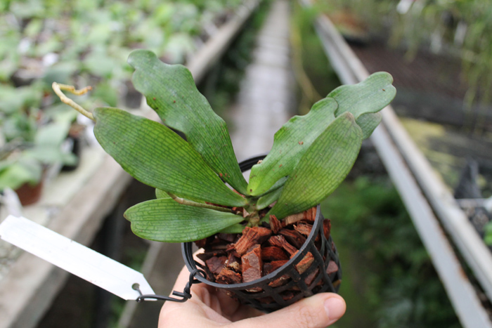 Aerangis biloba.jpg