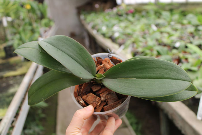 Phalaenopsis Mini Mark 'Maria Teresa'.jpg