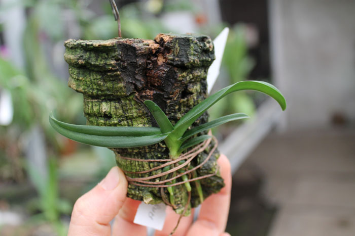 Angraecum praestans.jpg