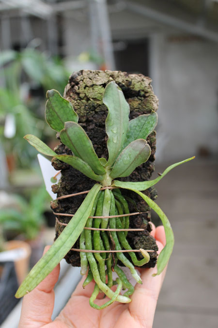 Aerangis laurentii.jpg