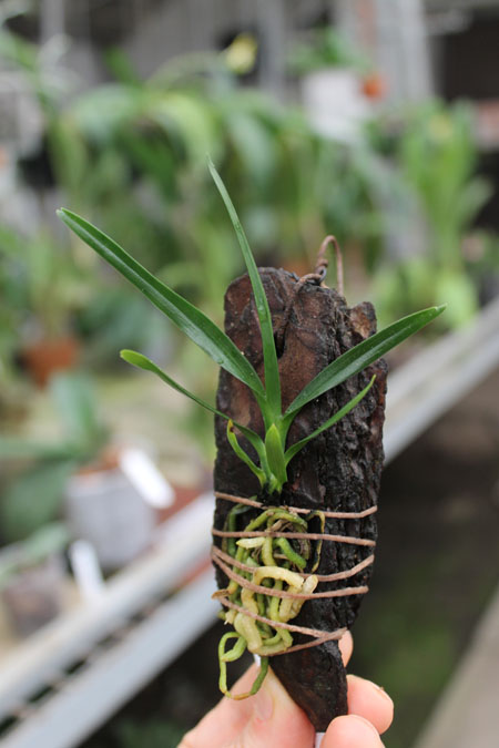 Angraecum viguieri.jpg