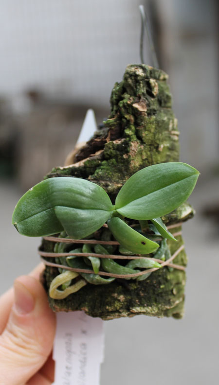 Phalaenopsis thailandica x lobbii var vietnamica.jpg
