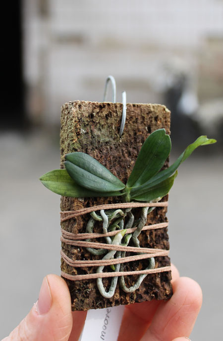 Aerangis mooreana.jpg