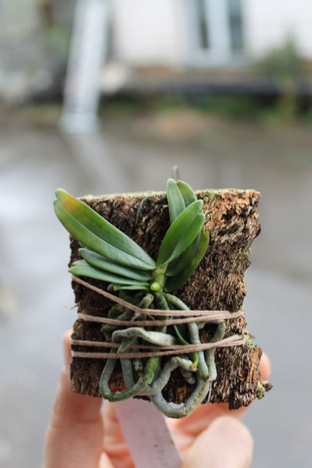 Aerangis rhodosticta.jpg