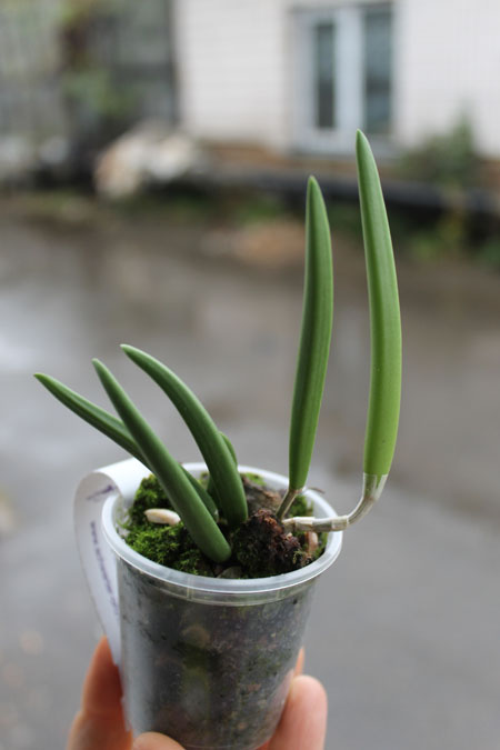 Dendrobium wassellii.JPG