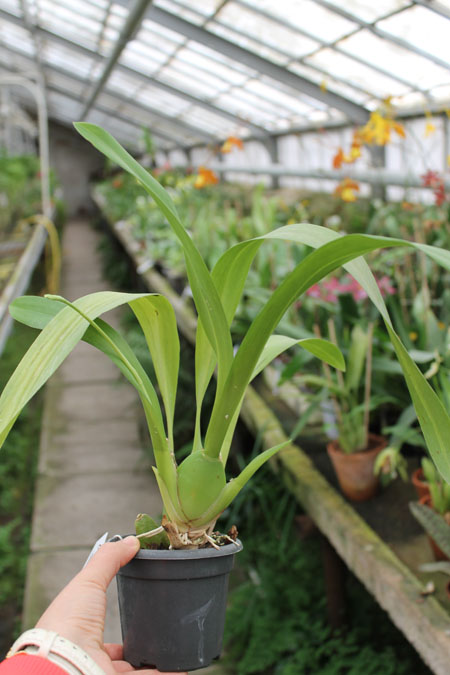 Beallara Dreamy 'Kool 'n Kinky'.jpg
