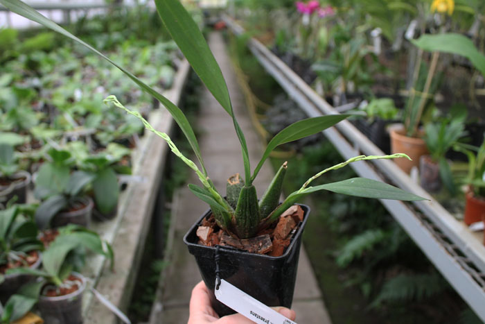 Odontoglossum praestans.jpg