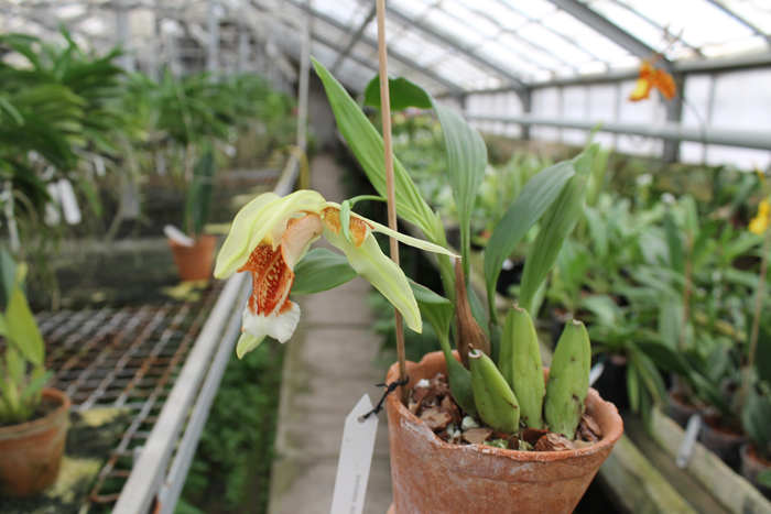 Coelogyne speciosa.jpg