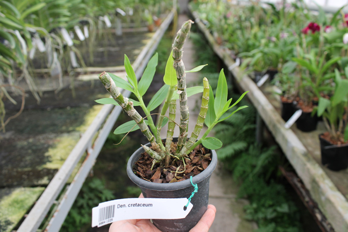 Dendrobium cretaceum.jpg