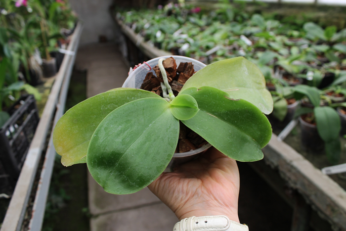 Phalaenopsis Princess Kaiulani 'Chin Yo'.jpg