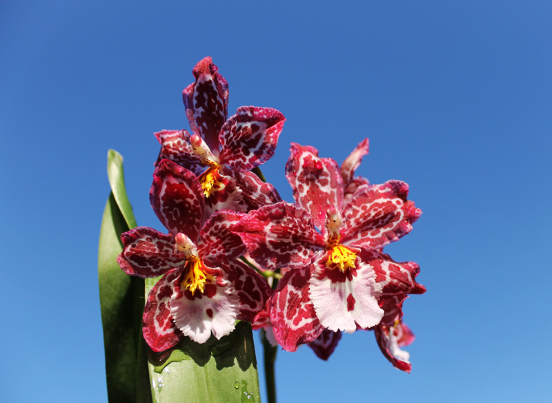 Vuylstekeara Yokara 'Perfection' x Oncidium leucochillum.jpg