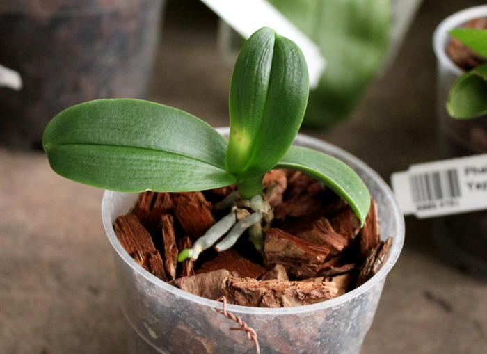 Phalaenopsis Yui-Pin Fire Work 'Big Lip'.JPG