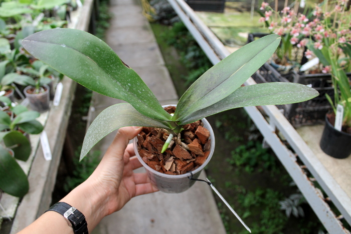 Phalaenopsis Brother Oxford 'Yaphon'.JPG