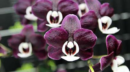 phalaenopsis-kaoda-twinkle-black-shoot-foto-3754.jpg