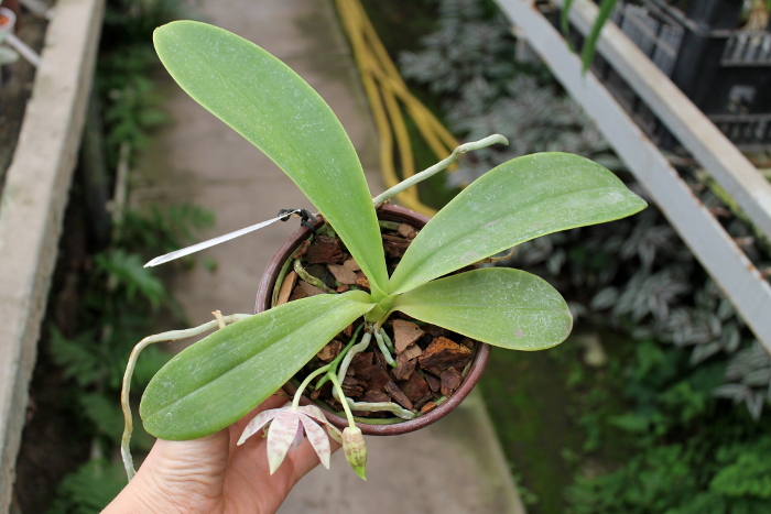 Phalaenopsis hieroglyphica2.JPG