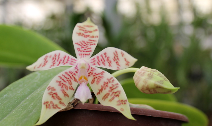 Phalaenopsis hieroglyphica.JPG