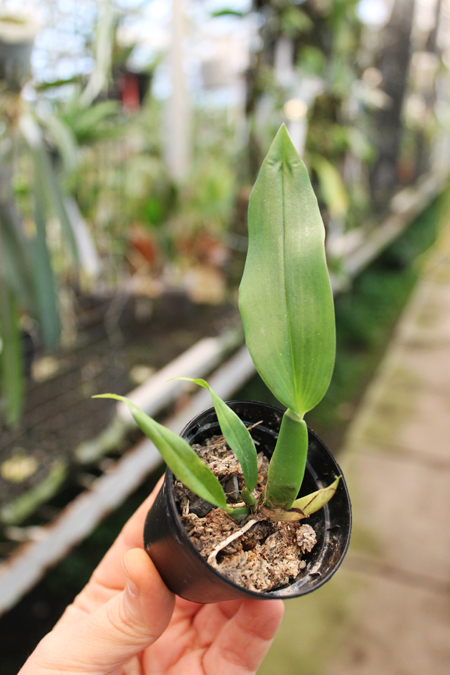 Trichopilia marginata.jpg