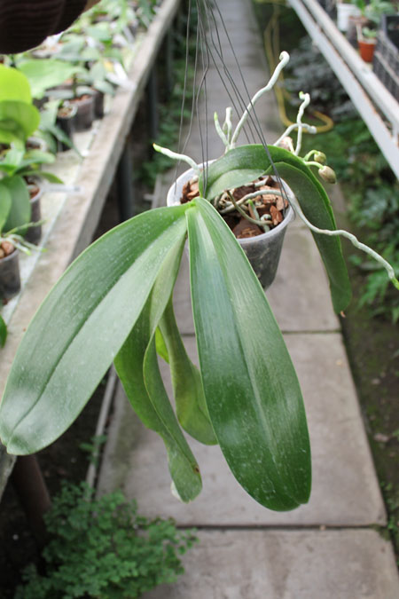 Phalaenopsis Joey (gigantea x lueddemanniana).jpg