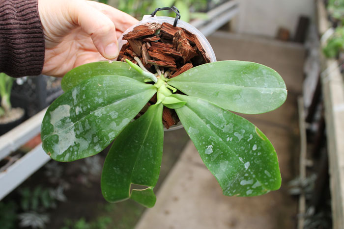 Phalaenopsis tetraspis 'C#1'.jpg