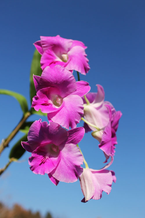 Dendrobium Lady Pink x King Dragon.jpg