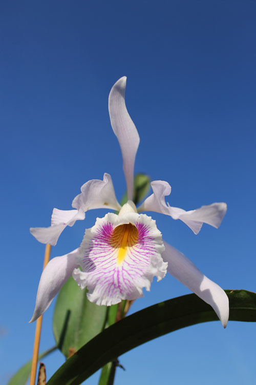 Cattleya maxima.jpg