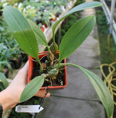 Bulbophyllum dearei.JPG