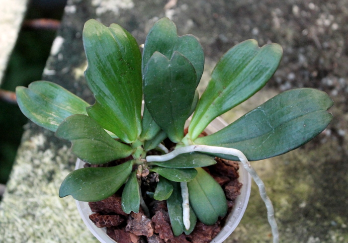 Aerangis distincta x modesta.JPG