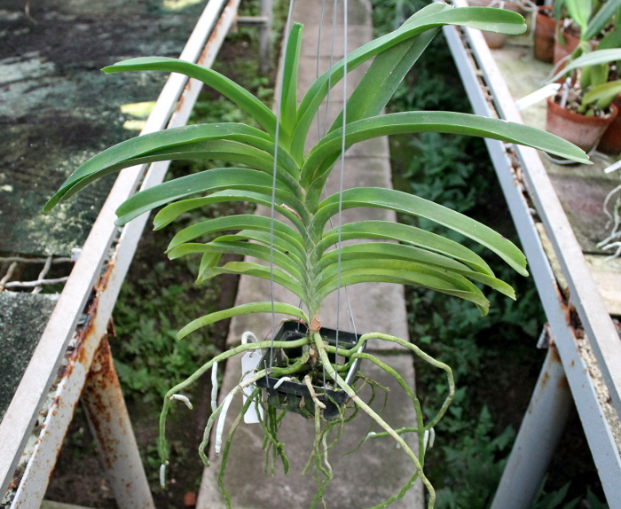 Vanda (Wirat x Kultana Blue).JPG