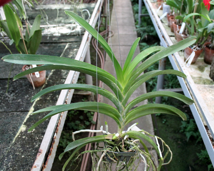 Vanda Gulf of Siam.JPG