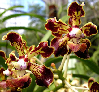 Vanda merrillii1.jpg