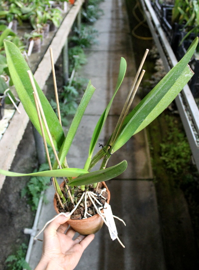 Cattleya warscewiczii.JPG