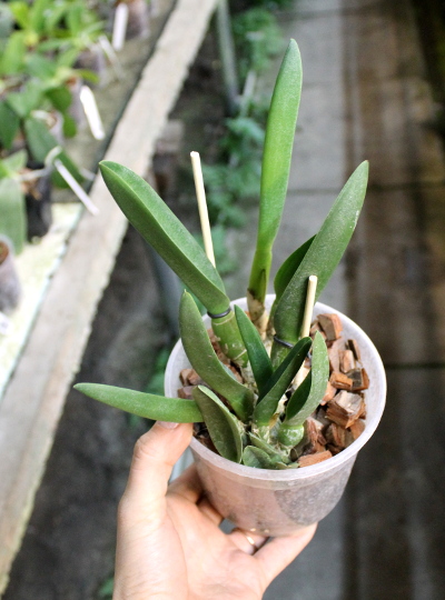Brassavola digbyana var. fimbripetala.JPG