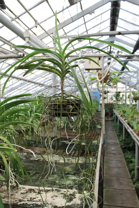 Vanda sanderiana.jpg