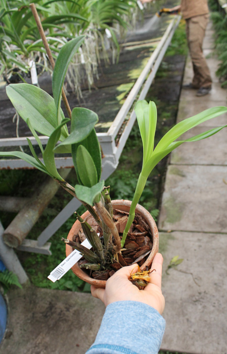 Dendrobium spectabile.jpg