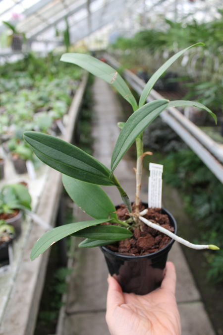 Epidendrum stamfordianum 'Galaxy'.jpg