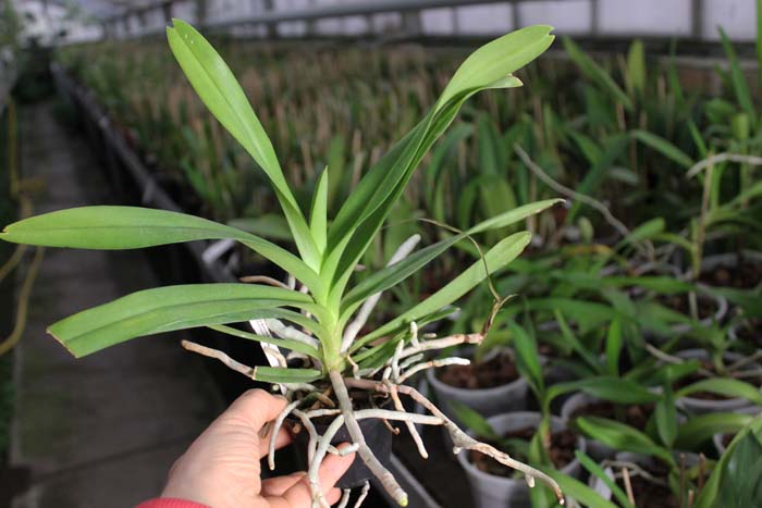 Vanda brunnea.jpg