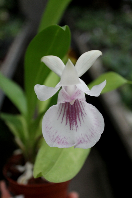Cochleanthes (amazonica x lobata).JPG