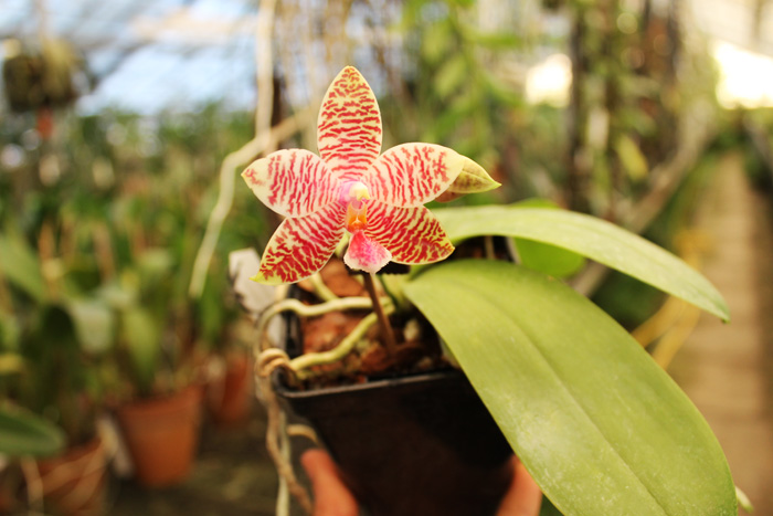 Phalaenopsis Chienlung Mosaics (Yaphon Sir x hieroglyphica).jpg